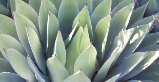 cactus2