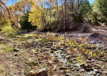 DorseySpring-sycamoreseedlings