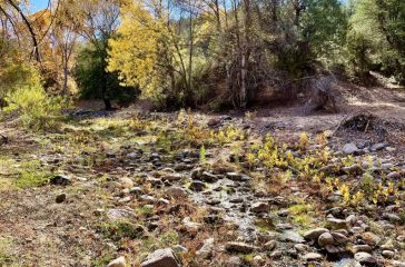 DorseySpring-sycamoreseedlings