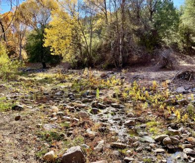 DorseySpring-sycamoreseedlings