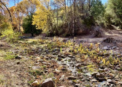 DorseySpring-sycamoreseedlings